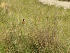 Saxicola
