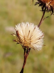 Symphyotrichum graminifolium