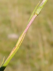 Symphyotrichum graminifolium