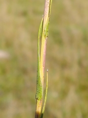 Symphyotrichum graminifolium
