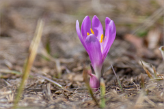 Colchicum trigynum