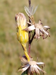 Symphyotrichum graminifolium