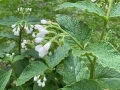 Symphytum orientale
