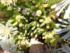 Drosanthemum framesii