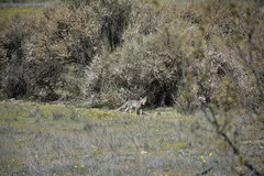 Vulpes vulpes flavescens