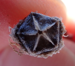 Drosanthemum framesii