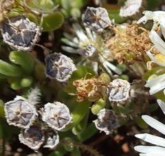 Drosanthemum framesii