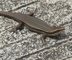 Eutropis lapulapu