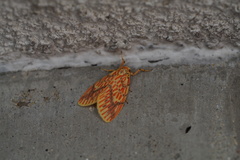 Barsine striata