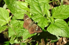 Celaenorrhinus eligius