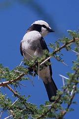 Eurocephalus ruppelli