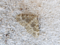 Coenotephria ablutaria