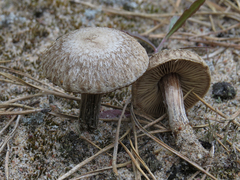 Inocybe impexa