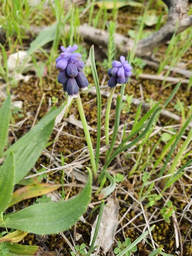 Muscari image