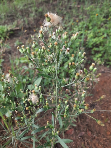 Erigeron sumatrensis image