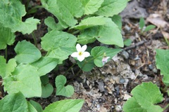 Viola canadensis scopulorum