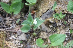 Viola canadensis scopulorum