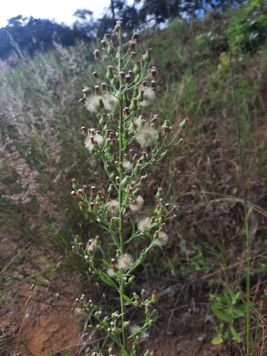 Erigeron sumatrensis image