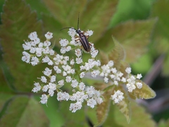 Brachysomida bivittata