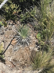 Argyroxiphium kauense