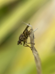 Scathophaga stercoraria