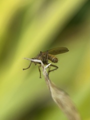 Scathophaga stercoraria