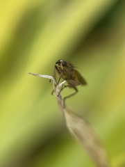 Scathophaga stercoraria