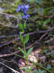 Veronica alpina