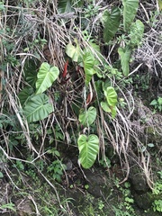 Philodendron erubescens