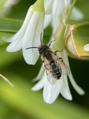 Andrena flavipes