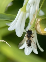 Andrena flavipes