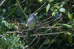 Melaenornis fischeri