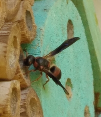 Euodynerus apopkensis