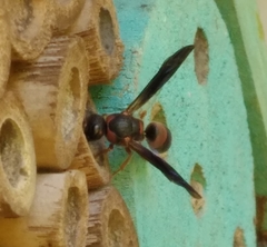 Euodynerus apopkensis