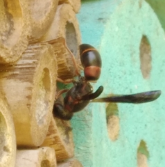 Euodynerus apopkensis