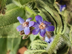 Anchusa azurea image