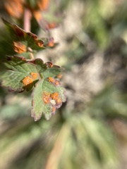 Phragmidium sanguisorbae