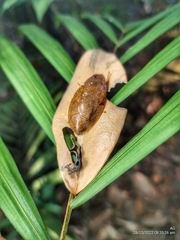 Pseudophoraspis nebulosa
