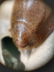 Pseudophoraspis nebulosa