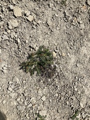 Phragmidium sanguisorbae