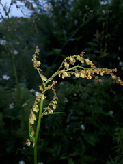 Rumex arifolius