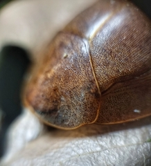 Pseudophoraspis nebulosa