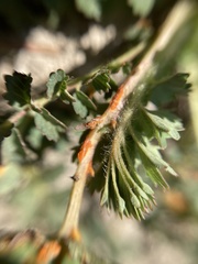 Phragmidium sanguisorbae