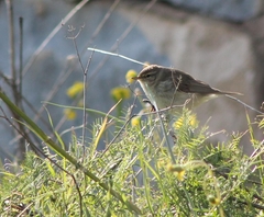 Passeriformes