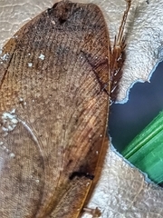 Pseudophoraspis nebulosa