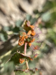 Phragmidium sanguisorbae