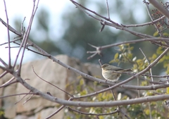 Passeriformes