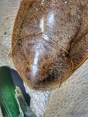 Pseudophoraspis nebulosa