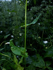 Rumex arifolius