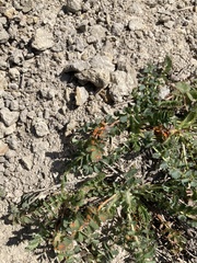 Phragmidium sanguisorbae